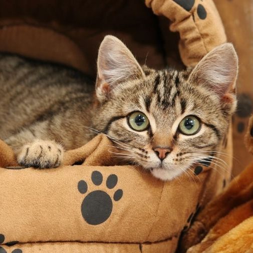 Cat Furniture