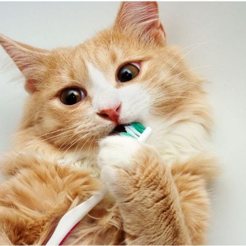 Cat Toothbrush