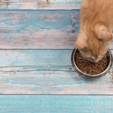 Cat eating food