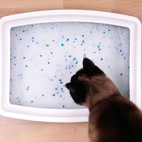 Cat litter