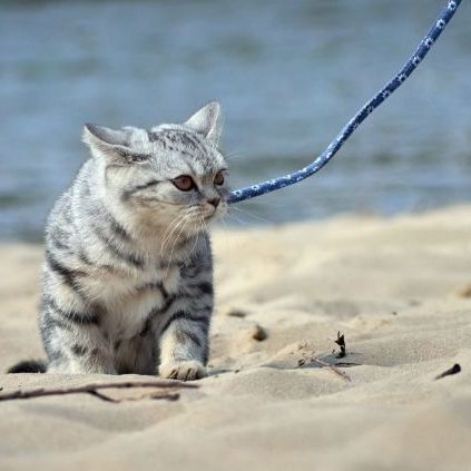 Cat on leash at beach