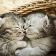 Kittens cuddled in a basket